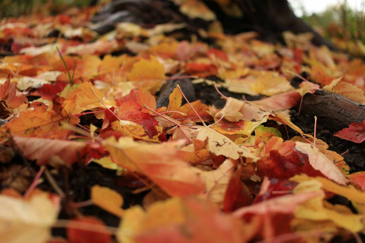 Fall_foilage_sligo_ireland
